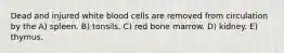 Dead and injured white blood cells are removed from circulation by the A) spleen. B) tonsils. C) red bone marrow. D) kidney. E) thymus.