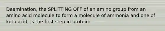 Deamination, the SPLITTING OFF of an amino group from an amino acid molecule to form a molecule of ammonia and one of keto acid, is the first step in protein: