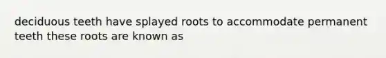 deciduous teeth have splayed roots to accommodate permanent teeth these roots are known as