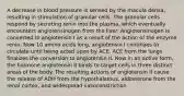 A decrease in blood pressure is sensed by the macula densa, resulting in stimulation of granular cells. The granular cells respond by secreting renin into the plasma, which eventually encounters angiotensinogen from the liver. Angiotensinogen is converted to angiotensin I as a result of the action of the enzyme renin. Now 10 amino acids long, angiotensin I continues to circulate until being acted upon by ACE. ACE from the lungs finalizes the conversion to angiotensin II. Now in an active form, the hormone angiotensin II binds to target cells in three distinct areas of the body. The resulting actions of angiotensin II cause the release of ADH from the hypothalamus, aldosterone from the renal cortex, and widespread vasoconstriction.