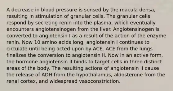 A decrease in blood pressure is sensed by the macula densa, resulting in stimulation of granular cells. The granular cells respond by secreting renin into the plasma, which eventually encounters angiotensinogen from the liver. Angiotensinogen is converted to angiotensin I as a result of the action of the enzyme renin. Now 10 amino acids long, angiotensin I continues to circulate until being acted upon by ACE. ACE from the lungs finalizes the conversion to angiotensin II. Now in an active form, the hormone angiotensin II binds to target cells in three distinct areas of the body. The resulting actions of angiotensin II cause the release of ADH from the hypothalamus, aldosterone from the renal cortex, and widespread vasoconstriction.