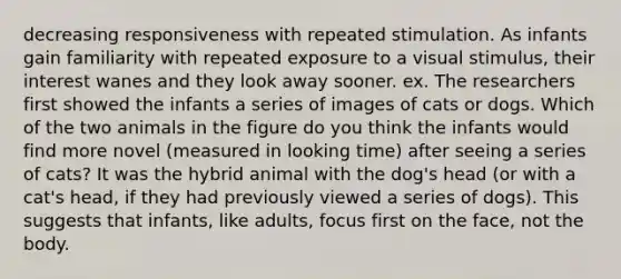 decreasing responsiveness with repeated stimulation. As infants gain familiarity with repeated exposure to a visual stimulus, their interest wanes and they look away sooner. ex. The researchers first showed the infants a series of images of cats or dogs. Which of the two animals in the figure do you think the infants would find more novel (measured in looking time) after seeing a series of cats? It was the hybrid animal with the dog's head (or with a cat's head, if they had previously viewed a series of dogs). This suggests that infants, like adults, focus first on the face, not the body.