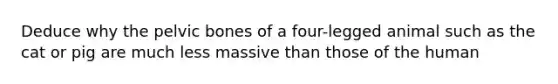 Deduce why the pelvic bones of a four-legged animal such as the cat or pig are much less massive than those of the human