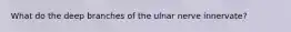 What do the deep branches of the ulnar nerve innervate?