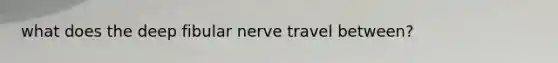 what does the deep fibular nerve travel between?