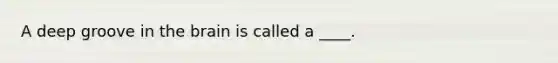 A deep groove in the brain is called a ____.