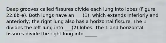 Deep grooves called fissures divide each lung into lobes (Figure 22.8b-e). Both lungs have an ___(1), which extends inferiorly and anteriorly; the right lung also has a horizontal fissure. The 1 divides the left lung into ___(2) lobes. The 1 and horizontal fissures divide the right lung into _____