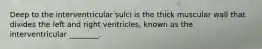 Deep to the interventricular sulci is the thick muscular wall that divides the left and right ventricles, known as the interventricular ________.