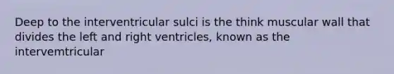 Deep to the interventricular sulci is the think muscular wall that divides the left and right ventricles, known as the intervemtricular