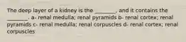 The deep layer of a kidney is the ________, and it contains the ________. a- renal medulla; renal pyramids b- renal cortex; renal pyramids c- renal medulla; renal corpuscles d- renal cortex; renal corpuscles