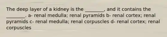 The deep layer of a kidney is the ________, and it contains the ________. a- renal medulla; renal pyramids b- renal cortex; renal pyramids c- renal medulla; renal corpuscles d- renal cortex; renal corpuscles