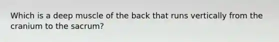 Which is a deep muscle of the back that runs vertically from the cranium to the sacrum?