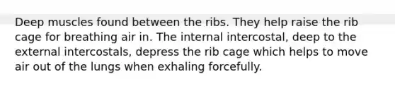 Deep muscles found between the ribs. They help raise the rib cage for breathing air in. The internal intercostal, deep to the external intercostals, depress the rib cage which helps to move air out of the lungs when exhaling forcefully.