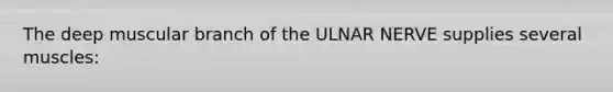 The deep muscular branch of the ULNAR NERVE supplies several muscles: