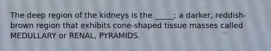 The deep region of the kidneys is the _____; a darker, reddish-brown region that exhibits cone-shaped tissue masses called MEDULLARY or RENAL, PYRAMIDS.