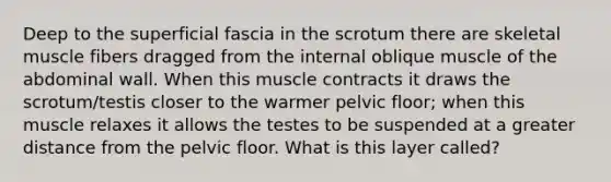 Deep to the superficial fascia in the scrotum there are skeletal muscle fibers dragged from the internal oblique muscle of the abdominal wall. When this muscle contracts it draws the scrotum/testis closer to the warmer pelvic floor; when this muscle relaxes it allows the testes to be suspended at a greater distance from the pelvic floor. What is this layer called?