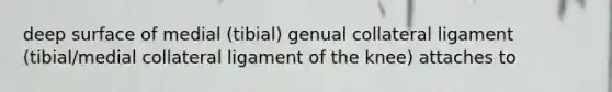 deep surface of medial (tibial) genual collateral ligament (tibial/medial collateral ligament of the knee) attaches to