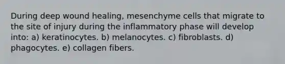 During deep wound healing, mesenchyme cells that migrate to the site of injury during the inflammatory phase will develop into: a) keratinocytes. b) melanocytes. c) fibroblasts. d) phagocytes. e) collagen fibers.