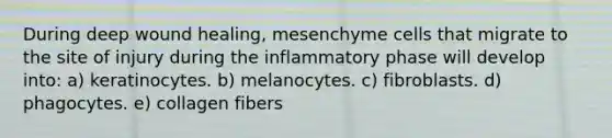 During deep wound healing, mesenchyme cells that migrate to the site of injury during the inflammatory phase will develop into: a) keratinocytes. b) melanocytes. c) fibroblasts. d) phagocytes. e) collagen fibers