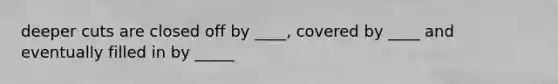 deeper cuts are closed off by ____, covered by ____ and eventually filled in by _____