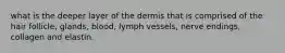 what is the deeper layer of the dermis that is comprised of the hair follicle, glands, blood, lymph vessels, nerve endings, collagen and elastin.