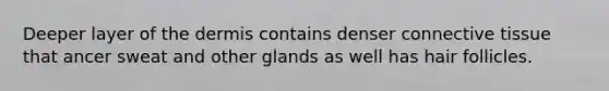 Deeper layer of the dermis contains denser connective tissue that ancer sweat and other glands as well has hair follicles.