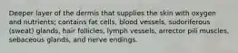 Deeper layer of the dermis that supplies the skin with oxygen and nutrients; contains fat cells, blood vessels, sudoriferous (sweat) glands, hair follicles, lymph vessels, arrector pili muscles, sebaceous glands, and nerve endings.