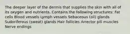 The deeper layer of the dermis that supplies the skin with all of its oxygen and nutrients. Contains the following structures: Fat cells Blood vessels Lymph vessels Sebaceous (oil) glands Sudoriferous (sweat) glands Hair follicles Arrector pili muscles Nerve endings