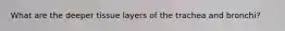 What are the deeper tissue layers of the trachea and bronchi?