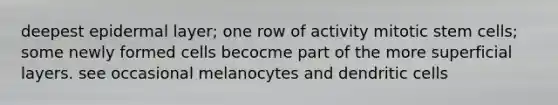 deepest epidermal layer; one row of activity mitotic stem cells; some newly formed cells becocme part of the more superficial layers. see occasional melanocytes and dendritic cells