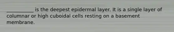 ___________ is the deepest epidermal layer. It is a single layer of columnar or high cuboidal cells resting on a basement membrane.