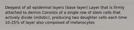 Deepest of all epidermal layers (base layer) Layer that is firmly attached to dermis Consists of a single row of stem cells that actively divide (mitotic), producing two daughter cells each time 10-25% of layer also composed of melanocytes