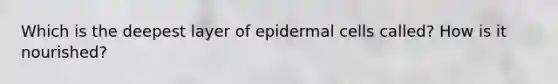 Which is the deepest layer of epidermal cells called? How is it nourished?