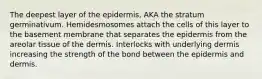 The deepest layer of the epidermis, AKA the stratum germinativum. Hemidesmosomes attach the cells of this layer to the basement membrane that separates the epidermis from the areolar tissue of the dermis. Interlocks with underlying dermis increasing the strength of the bond between the epidermis and dermis.