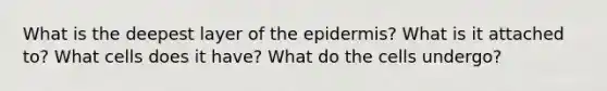 What is the deepest layer of the epidermis? What is it attached to? What cells does it have? What do the cells undergo?