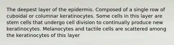 The deepest layer of the epidermis. Composed of a single row of cuboidal or columnar keratinocytes. Some cells in this layer are stem cells that undergo cell division to continually produce new keratinocytes. Melanocytes and tactile cells are scattered among the keratinocytes of this layer