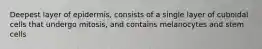 Deepest layer of epidermis, consists of a single layer of cuboidal cells that undergo mitosis, and contains melanocytes and stem cells