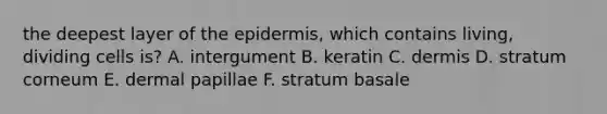 the deepest layer of the epidermis, which contains living, dividing cells is? A. intergument B. keratin C. dermis D. stratum corneum E. dermal papillae F. stratum basale