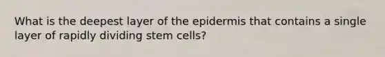 What is the deepest layer of the epidermis that contains a single layer of rapidly dividing stem cells?