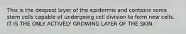 This is the deepest layer of the epidermis and contains some stem cells capable of undergoing cell division to form new cells. IT IS THE ONLY ACTIVELY GROWING LAYER OF THE SKIN.