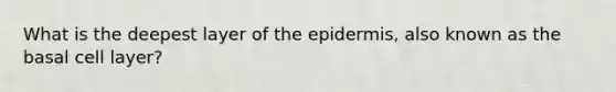 What is the deepest layer of the epidermis, also known as the basal cell layer?