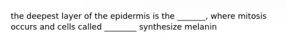 the deepest layer of the epidermis is the _______, where mitosis occurs and cells called ________ synthesize melanin