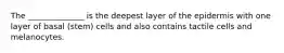 The ______________ is the deepest layer of the epidermis with one layer of basal (stem) cells and also contains tactile cells and melanocytes.
