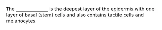 The ______________ is the deepest layer of <a href='https://www.questionai.com/knowledge/kBFgQMpq6s-the-epidermis' class='anchor-knowledge'>the epidermis</a> with one layer of basal (stem) cells and also contains tactile cells and melanocytes.