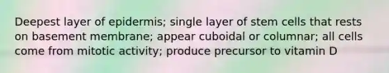 Deepest layer of epidermis; single layer of stem cells that rests on basement membrane; appear cuboidal or columnar; all cells come from mitotic activity; produce precursor to vitamin D