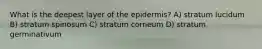 What is the deepest layer of the epidermis? A) stratum lucidum B) stratum spinosum C) stratum corneum D) stratum germinativum