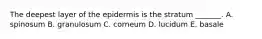 The deepest layer of the epidermis is the stratum _______. A. spinosum B. granulosum C. corneum D. lucidum E. basale