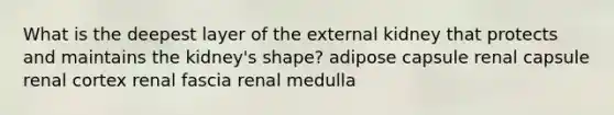 What is the deepest layer of the external kidney that protects and maintains the kidney's shape? adipose capsule renal capsule renal cortex renal fascia renal medulla