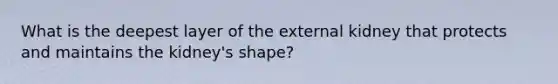 What is the deepest layer of the external kidney that protects and maintains the kidney's shape?