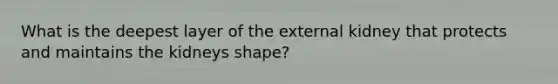 What is the deepest layer of the external kidney that protects and maintains the kidneys shape?